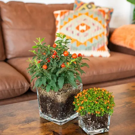 Montes Vindios * Onís